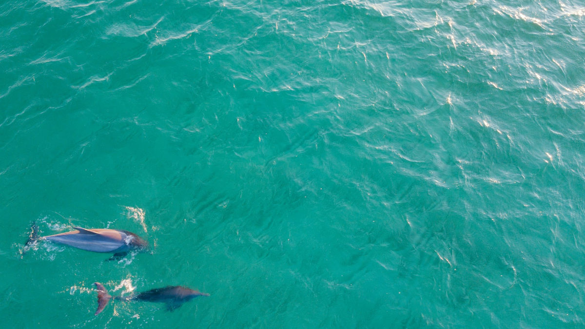 valora-at-sail-dolphins